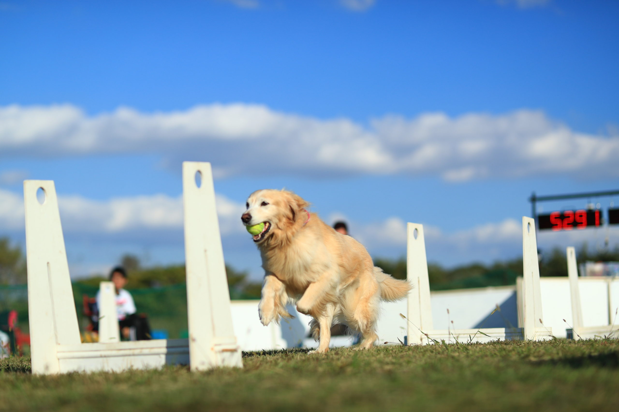 ドッグスポーツ 姫路 犬のしつけ方教室 ドックローバー