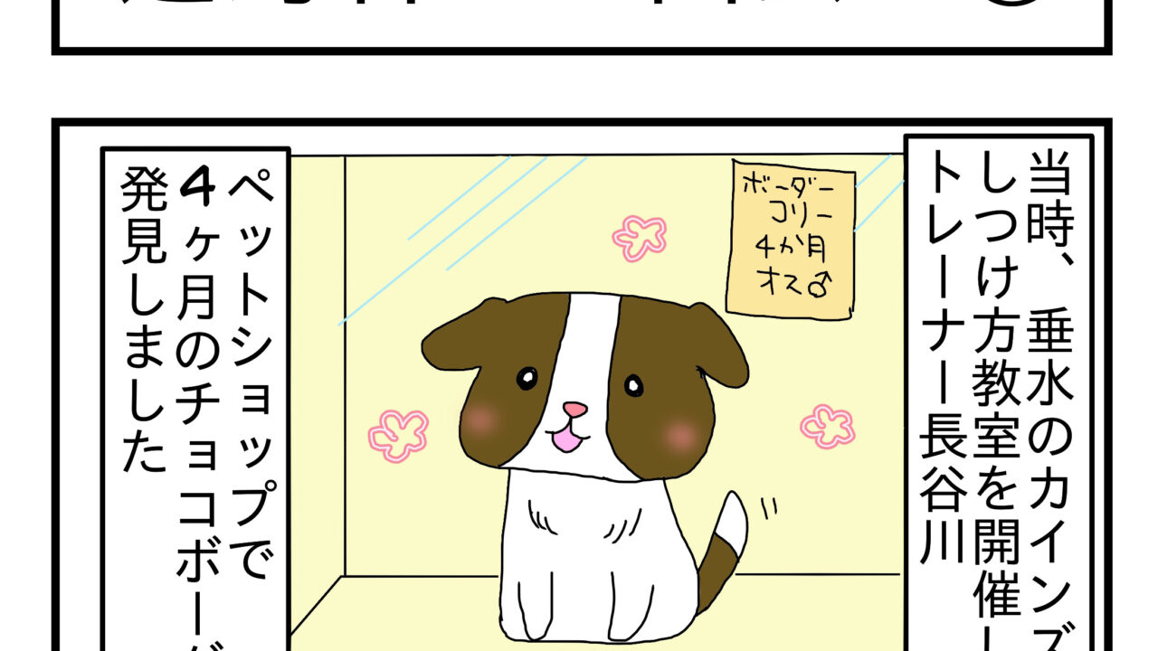 マンガ ペットショップのボーダーコリー 姫路 犬のしつけ方教室 ドックローバー