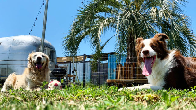 姫路 犬のしつけ方教室 ドックローバー ドックローバー 犬のしつけ方教室 犬 しつけ 兵庫県 姫路市 愛犬 犬の幼稚園 幼稚園 フライボール ノーズワーク ドッグトレーニング