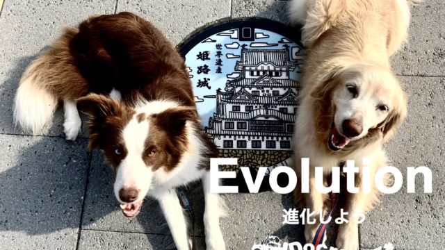 姫路 犬のしつけ方教室 ドックローバー ドックローバー 犬のしつけ方教室 犬 しつけ 兵庫県 姫路市 愛犬 犬の幼稚園 幼稚園 フライボール ノーズワーク ドッグトレーニング