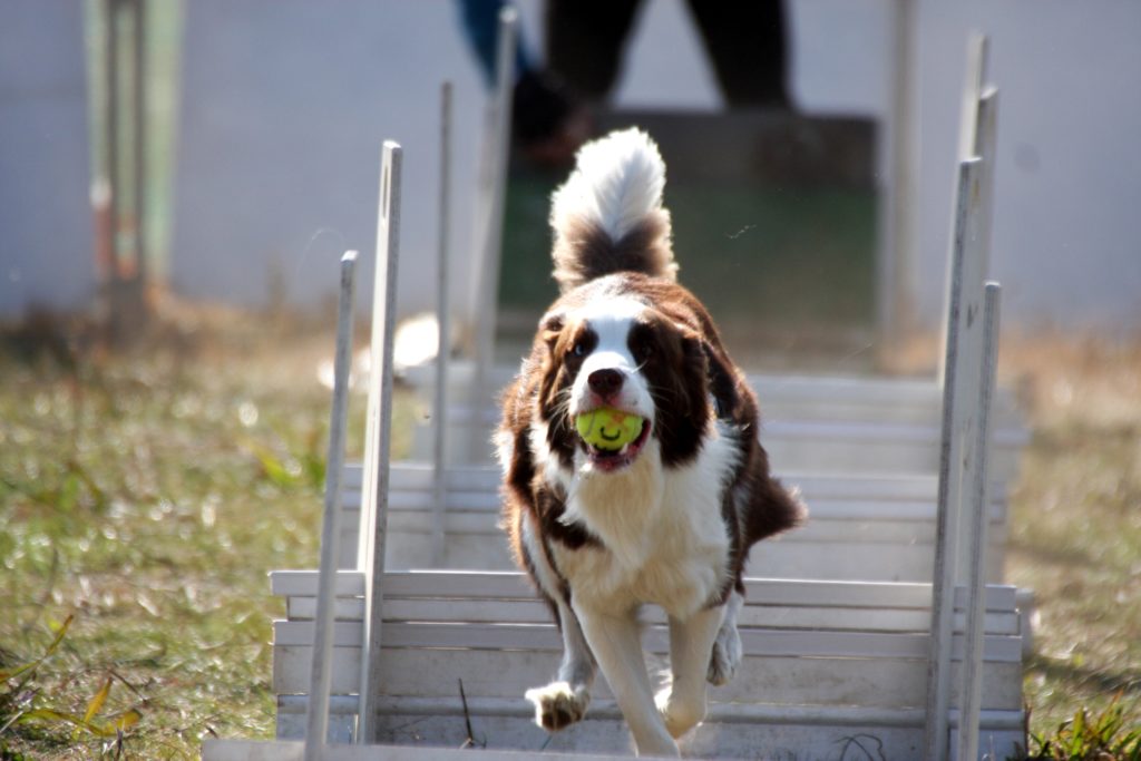 ドッグスポーツ 姫路 犬のしつけ方教室 ドックローバー