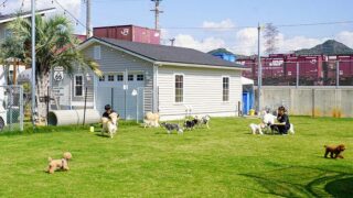 【姫路】ワンちゃんの幼稚園「ドックローバー」で“犬育”♪遊び×学びで愛犬との暮らしをもっと豊かに
